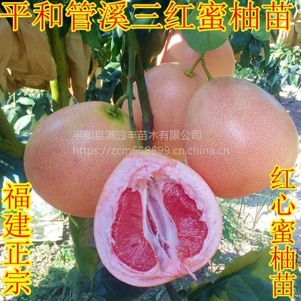福建三红蜜柚苗价格福建三红蜜柚苗多少钱一棵