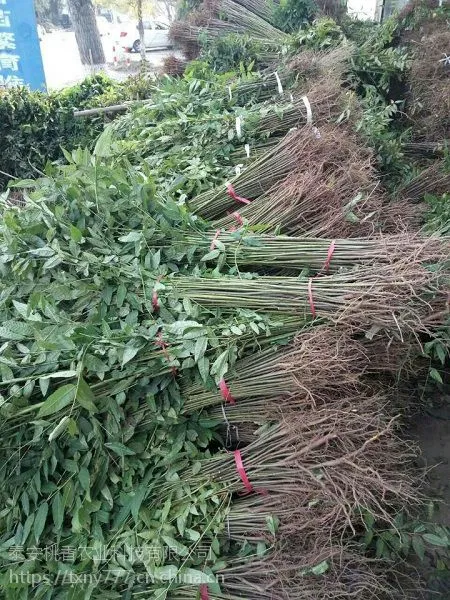 香椿苗,山东香椿苗价格
