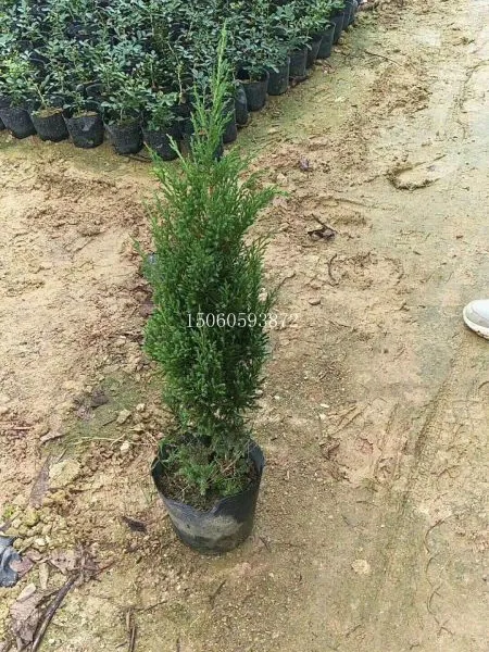 江苏塔柏地苗和袋苗(50公分)价格,长期出售,量大价优 塔柏绿化防护树