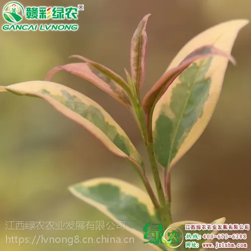 2017��ŷ�޲�ҶŮ�� 3����7���� �ļ�����԰�ֹ�����
