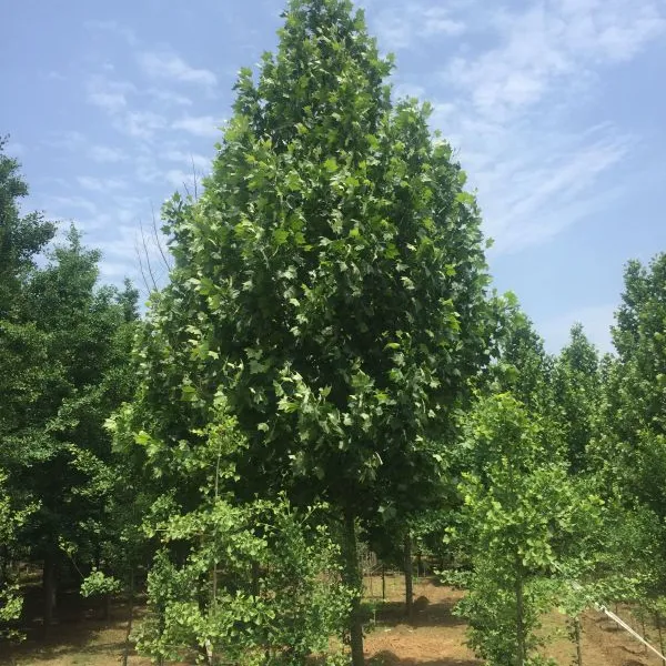 法桐--基地低价供应