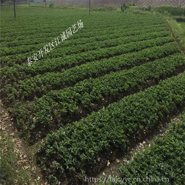 广西地区适合栽培草莓苗的品种 红颜草莓苗批发 脱毒二代