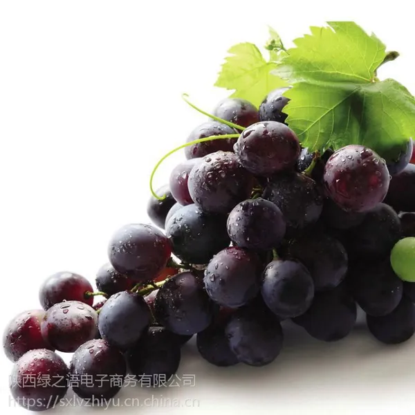 陕西葡萄户太八号兴华王夏黑阳光玫瑰热卖批发零售皆可3斤起包邮