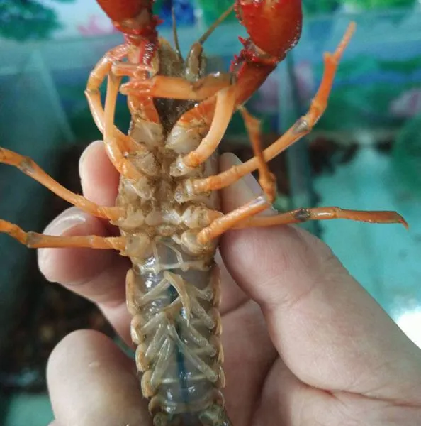 保定小龙虾批发,保定清水小龙虾,保定干净小龙虾,保定海鲜水产,保定冷冻食品批发