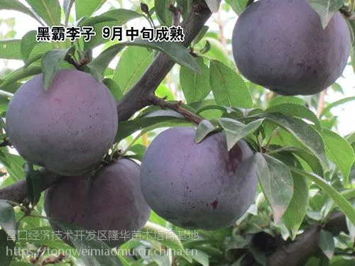 ������Ӧ�\��������