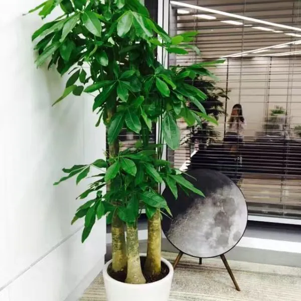 发财树 供应上海办公室绿植租赁 鲜花租摆 绿植养护 室外景观 免费上门设计