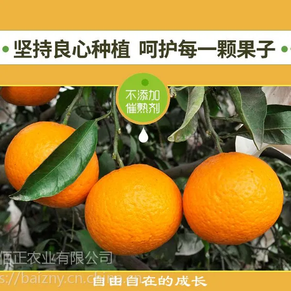 湖北柑桔 香甜爽口 生态种植 自然成熟 无公害农产品 色泽橙黄色 果形端正 同城24小时送达
