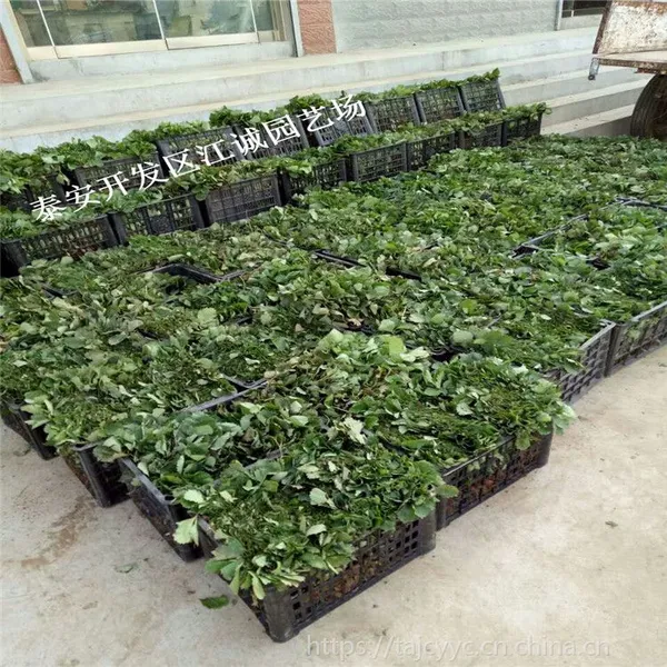 基地常年培育甜查理草莓苗 脱毒草莓苗 江西气温适合栽培甜查理