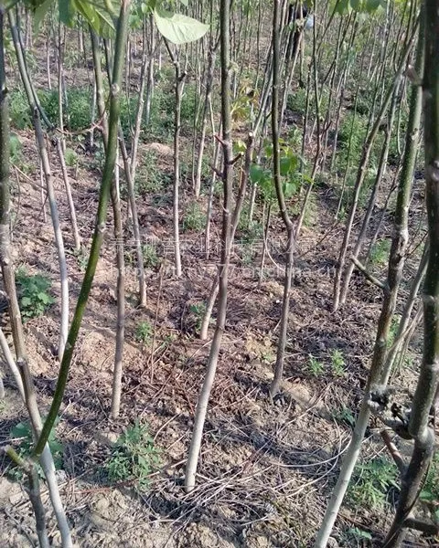 核桃苗,山东核桃苗价格