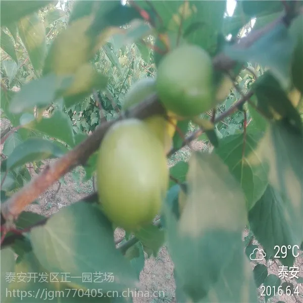 早熟杏树苗价格多少钱一株