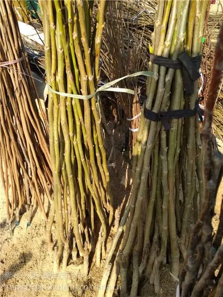 安徽核桃树苗基地 薄皮核桃嫁接树苗 8518原生核桃苗***格