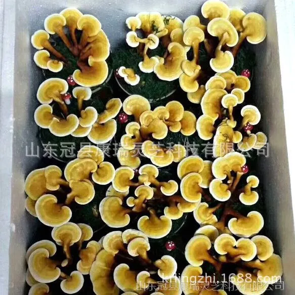 ������֥������ ԭ�� ������ �߲�֥���� ��֥��ֲ���� ������֥���� ����֥�۸�