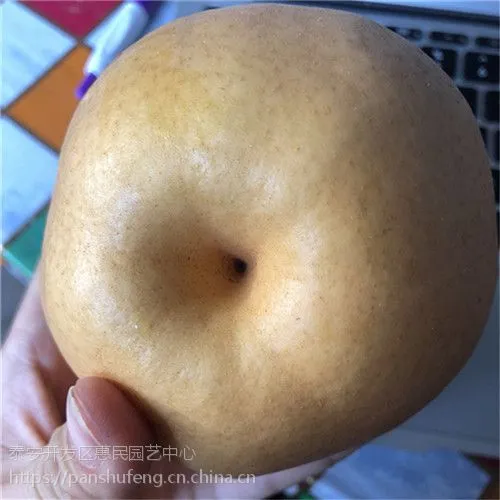 ̩������������Ʒ�� ��״�桢�ʺ��桢�����졢��¶�������޽���