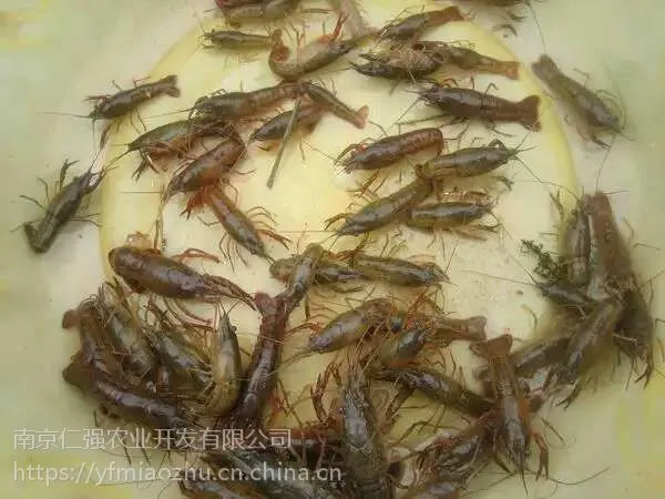 哪里有龙虾苗繁殖技术龙虾苗多少钱一斤