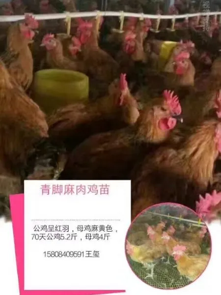 ��������鼦�磬��������������⼦�磬���������鼦��