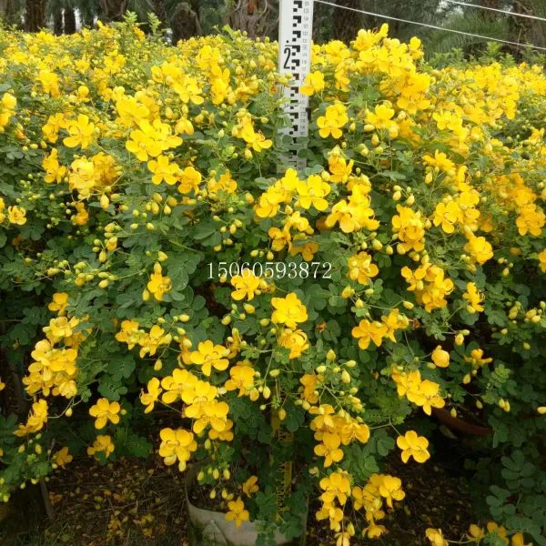 主营黄花双荚槐,开金黄色花的球型灌木,行道庭院广场公园绿植