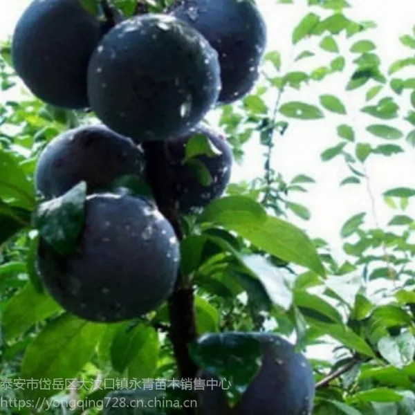 �ڲ���������۸����Ǯһ������������