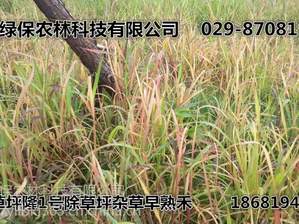 坪草封草坪除草剂_早熟禾高羊茅类黑麦草类除草剂_草坪移栽后杂草除草剂