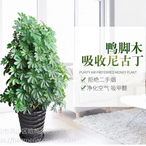 �人������ֲ��������Ѽ��ľ�����ͻ����ţ�����������ֲ��Ѽ��ľ