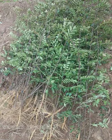 大红袍花椒苗 大红袍花椒苗价格