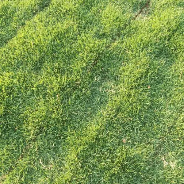草皮基地供应马尼拉草