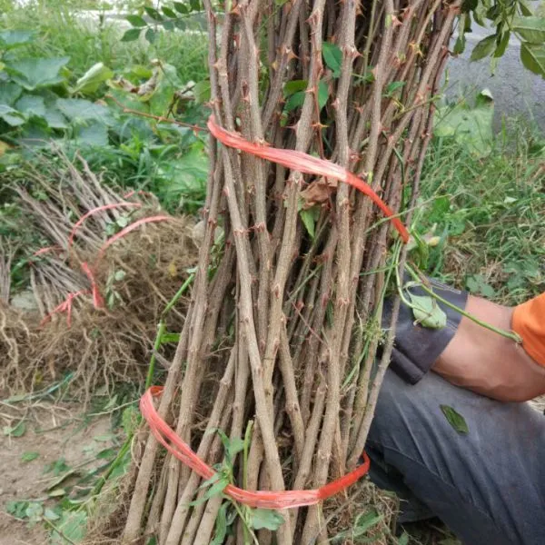 花椒树苗价格,山东1米5高花椒树苗批发