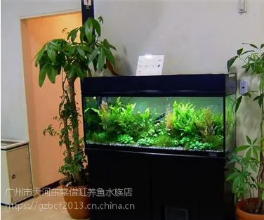 鱼缸水草怎么造景,超白玻璃鱼缸好不好,办公室鱼缸哪里定做,海珠区定做鱼缸