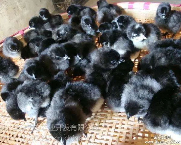 贵阳优质黑羽绿壳蛋鸡苗批发,厂家直销价格