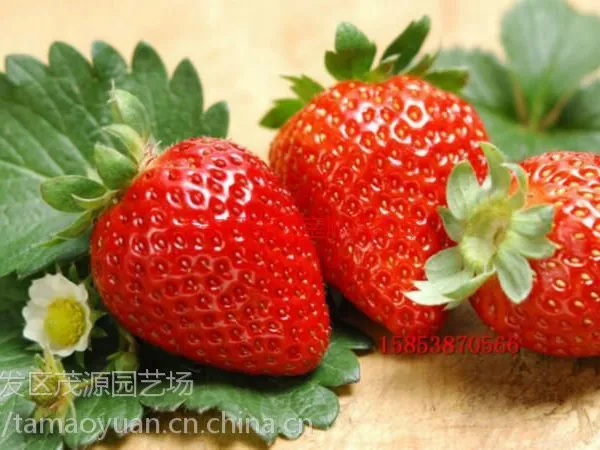 �¼���ݮ������ �����Ѷ��¼���ݮ�����Ǯһ��