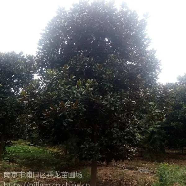 广玉兰基地直销8公分9公分10公分11公分12公分广玉兰