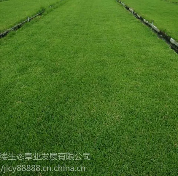 长沙草皮价格,长沙草皮批发