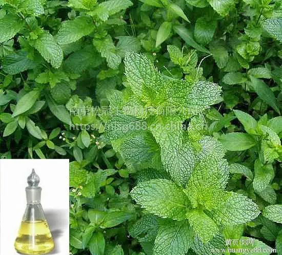 供应食品级薄荷油厂家 薄荷油报价