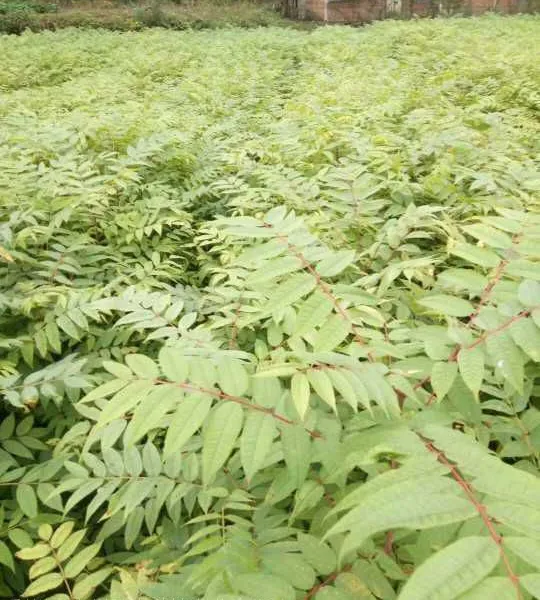 供应香椿树苗、株高50厘米、地径0.5公分