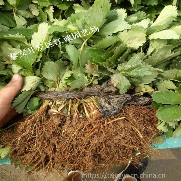 湖南地区适合栽培的草莓苗品种红颜 章姬 甜查理适合大棚露地栽培草莓苗