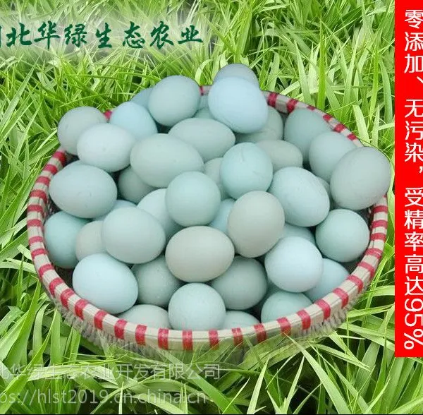 绿壳鸡蛋 正宗原生态散养,纯天然绿色 乌鸡蛋 农场新鲜绿壳鸡