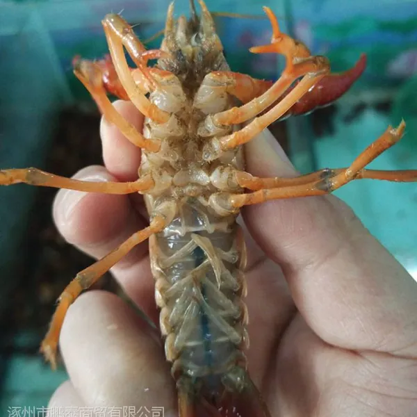 高碑店小龙虾批发,高碑店烧烤产品批发,高碑店干净小龙虾批发,高碑店水产海鲜批发