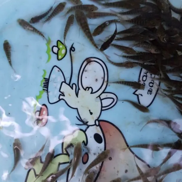 广西北流市供应良种罗非鱼苗白鲳鱼苗塘虱鱼苗叉尾鱼苗鲫鱼鱼苗