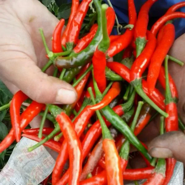 菏泽王坤辣椒产地直销