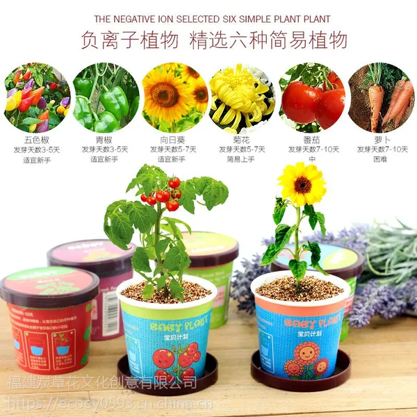ECOEY迷你盆栽小花农 宝贝计划多肉植物盆栽 番茄小盆栽批发