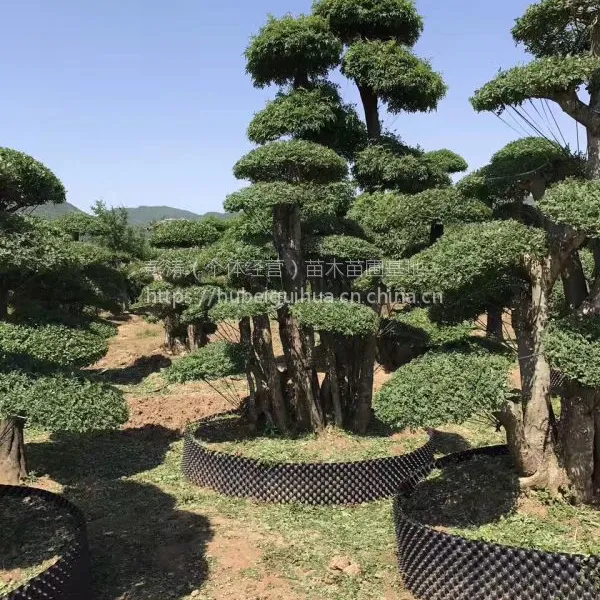 采购对节白蜡,湖北对节白蜡树,京山对节白蜡基地