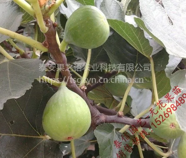 无花果苗批发