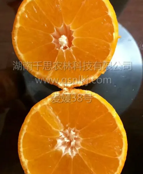 清香爽口 果皮光滑 早熟杂柑新品种 爱媛38号柑橘小苗 千思农林