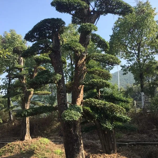 20公分桂花树,八月桂价格,湖南桂花小苗,低价直销