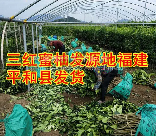 三红蜜柚苗批发价格-福建哪里有卖【平和满园丰公司】