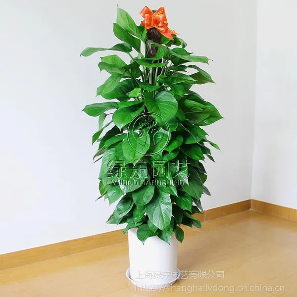 ���� �Ϻ��̶�԰�� �Ϻ��칫��ֲ������ ��ֲ�ʻ���� ֲ���̻����� �����������Ʒ���