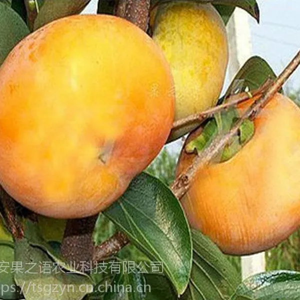 柿子树苗品种