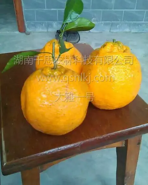 果实大 可食率高 高糖晚熟杂柑 大雅一号柑橘小苗直供 千思农林