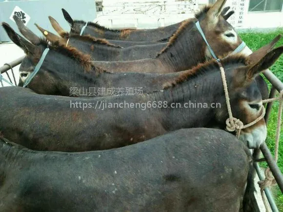 邯郸市大型肉驴养殖育肥小驴驹价格基础母驴价格怀孕母驴价格
