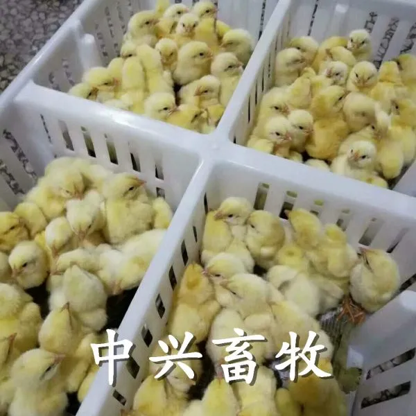 鸡苗周转筐批发 白色塑料苗筐 耐用鸭苗筐