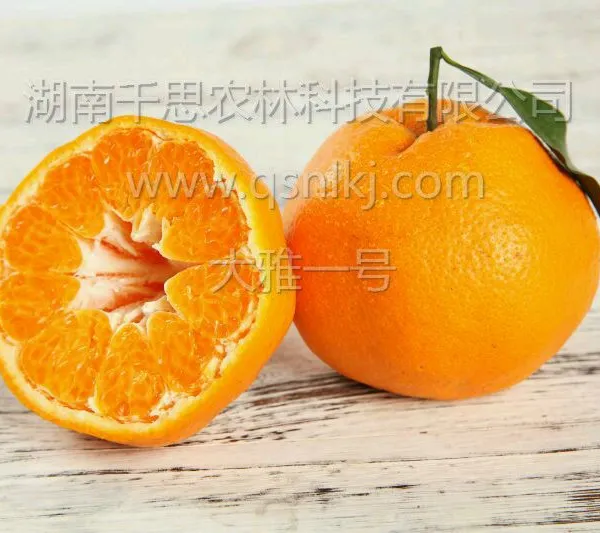 市场潜力巨大 晚熟高糖新品种大雅一号 柑橘苗直供 保证成活率98%以上 千思农林